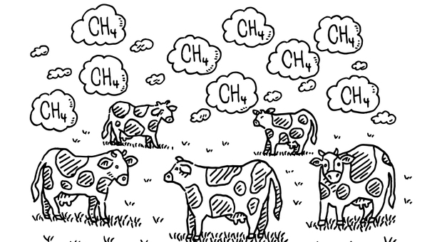 Inquinamento, gas serra: mucche a dieta negli allevamenti per inquinare meno