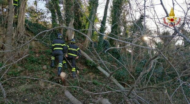 Colpito da una pianta mentre fa lavori, uomo portato al pronto soccorso dell'ospedale di Pesaro