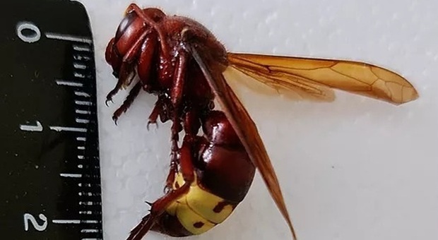 Punto da un'ape, morto agricoltore: shock anafilattico fatale
