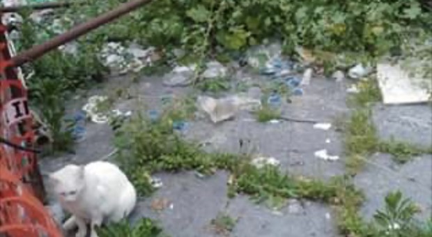 Nel Napoletano ex parcheggio autobus ridotto a cimitero di gatti ammazzati col veleno