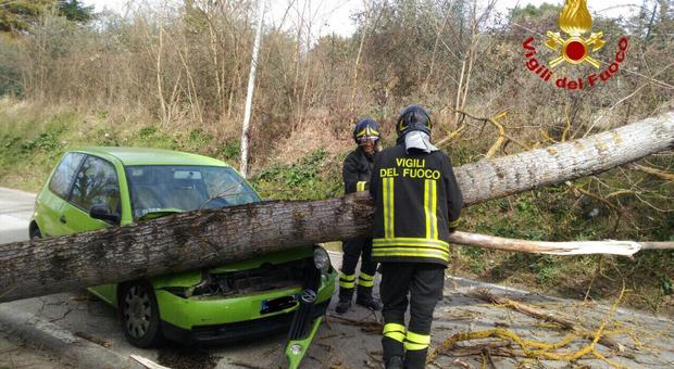 Perugia, cade albero su auto: ferito uomo di 80 anni
