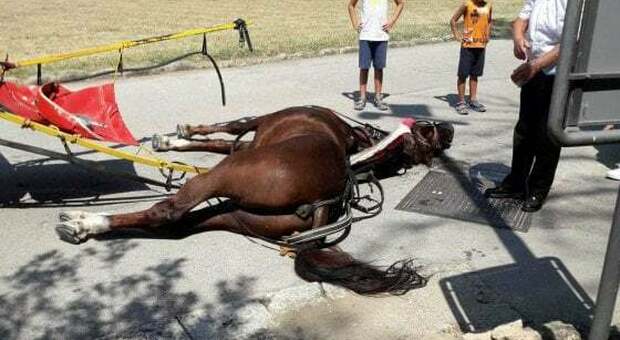 Il cavallo si accascia e muore, la Reggia di Caserta sotto accusa: «Trainava turisti nelle ore più calde»