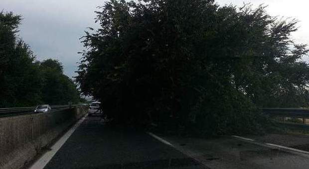 L'albero caduto sulla superstrada tra Jesi e Monsano