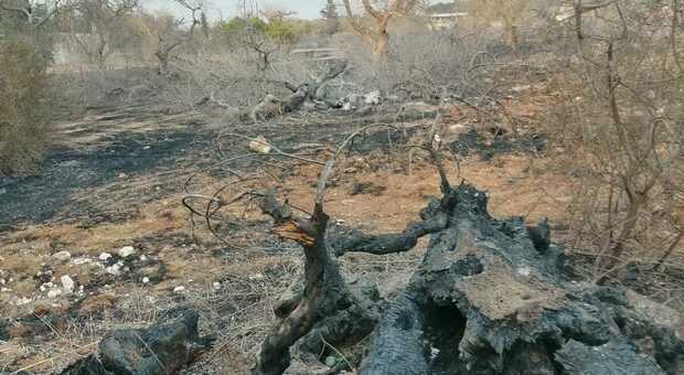 Salento, un incendio incenerisce 200 ulivi ormai secchi: il panorama lungo le provinciali sembra un cimitero