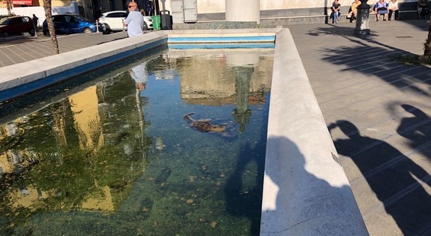 Un altro gatto annegato nella fontana della piazza