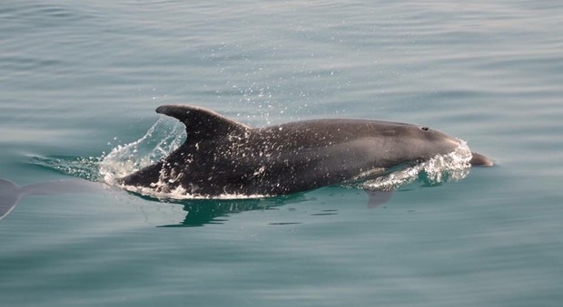Un allegro branco di delfini per gli habitué delle acque di Procida