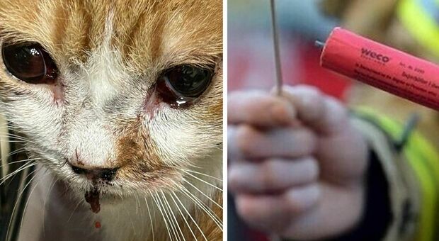 Ragazzini gli fanno esplodere un petardo sul muso la notte di Capodanno: il gatto Leone combatte tra la vita e la morte