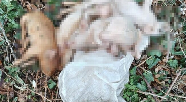 Cinque maialini abbandonati in una busta scoperti senza vita in un bosco