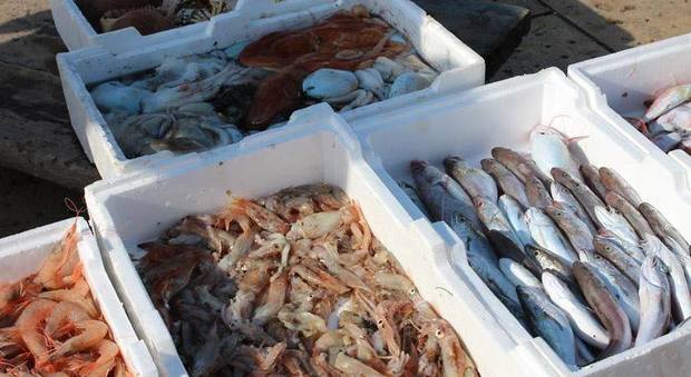 Ascoli, sequestrate due tonnellate di pesce scaduto o senza etichetta