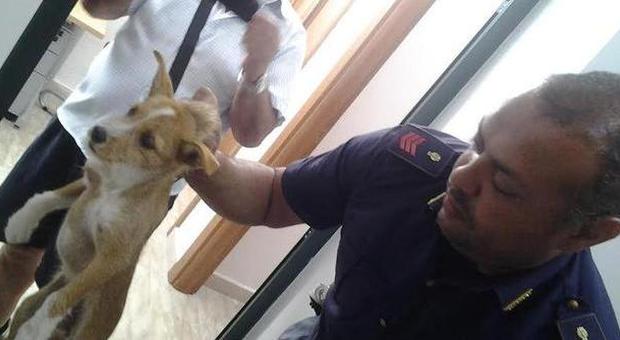 Rischia di essere investito dal treno, poliziotti salvano un cane alla stazione di Agropoli