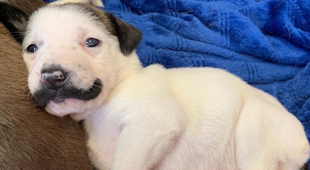 Salvador Dolly, la cucciola "con i baffi". (immagine pubblicata sui social da Hearts & Bones Rescue sede Dallas)