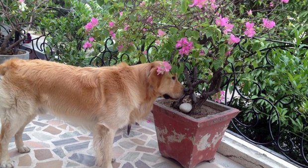 Marò, in Italia nei prossimi giorni anche il “sergente Argo”, inseparabile cane di Girone