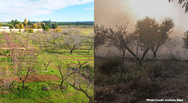 L'incendio distrugge l'oasi della biodiversità: 10 anni per ricostruire l'habitat per flora e fauna