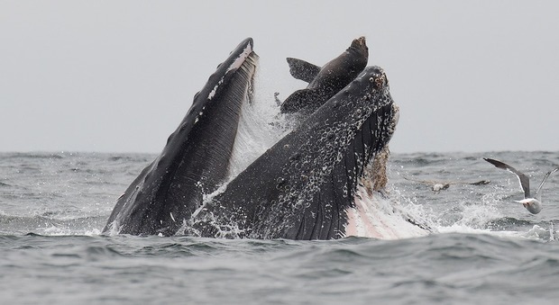 Il leone marino finisce nella bocca della balena: lo scatto diventa virale
