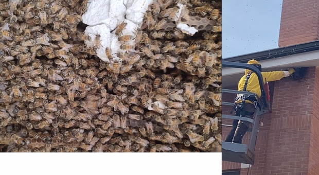 Maxi-alveare nella canna fumaria di una casa fuori Roma. «Erano 150mila api»: paura per l’amministratore e i residenti punti dagli insetti