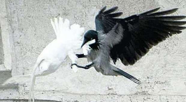 La colomba della pace attaccata da un corvo in Vaticano
