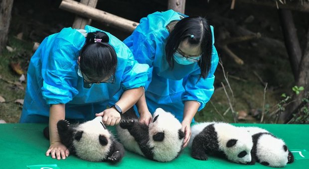 Cina, 11 cuccioli di panda alla prima uscita pubblica: ci sono anche tre gemelli