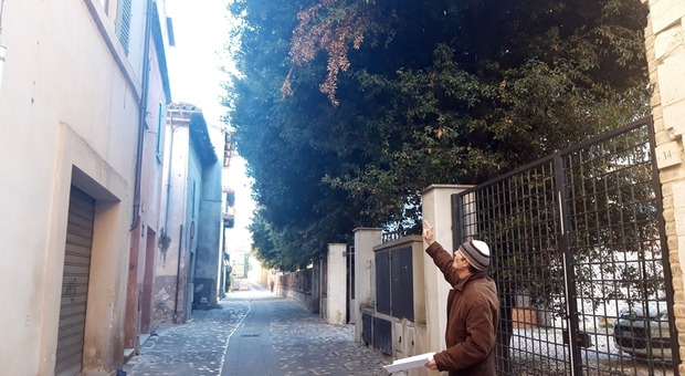 Mariano vetturini mostra come i rami degli alberi impongano l'ombra sulla sua abitazione
