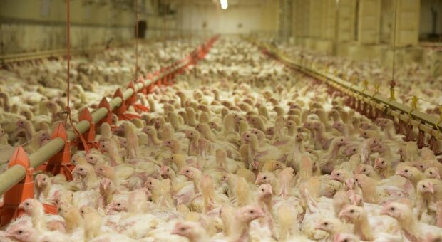 Strage di polli nel'azienda, 240mila animali morti: senza ossigeno dopo il furto dei ladri di rame