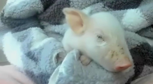 Babe, il maialino salvato dal macello dall'attore James Cromwell (imm e filmato diffusi da PETA UK)