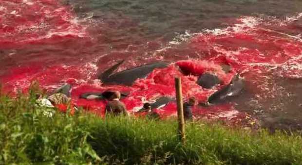 Vergogna alle Isole Far Oer, 250 balene massacrate e uccise brutalmente
