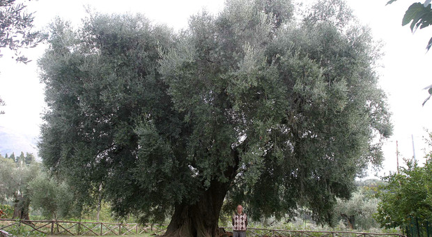 Una sfida imprenditoriale così potrà crescere l’olivo