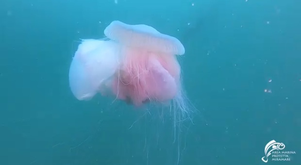 La medusa avvistata sul Golfo di Trieste