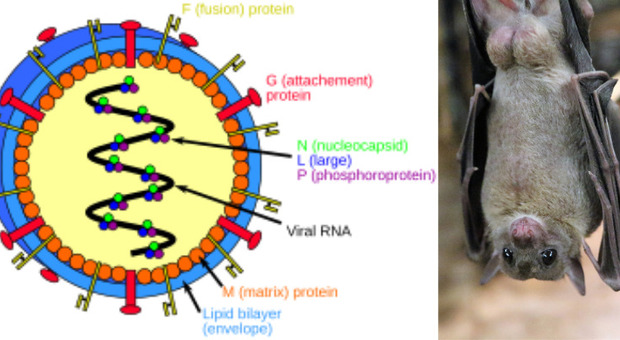  si teme pandemia. Cause, sintomi e mortalità del batterio di Contagion