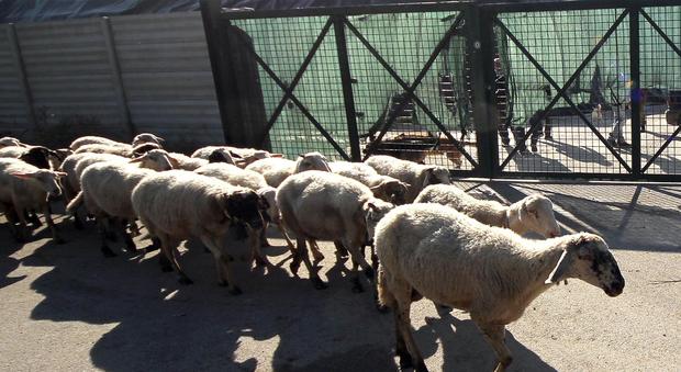 Treno travolge gregge di pecore: strage a Montoro