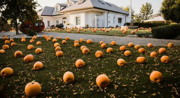 Halloween, a Pignataro Maggiore il giardino di zucche contro il bullismo