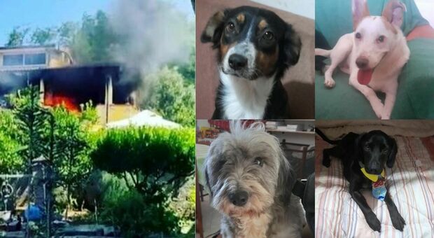 Incendio doloso nella casa dell'attivista, morti 4 cani che stavano per essere adottati. «Vittime innocenti della malvagità umana»