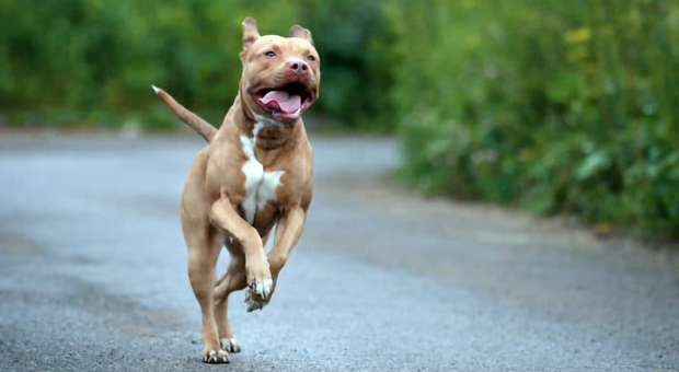 Pitbull fugge da una casa: due donne ferite, uccisi un cane e un gatto