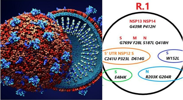Variante R.1, dal Giappone agli Stati Uniti spunta la nuova mutazione: «Maggiore resistenza agli anticorpi»