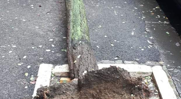 Napoli, continua la strage di alberi: l'ultimo è caduto al Vomero