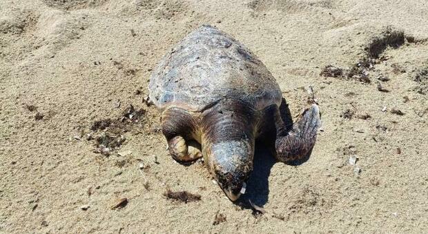 Tartaruga marina trovata morta, è stata soffocata da una busta di plastica