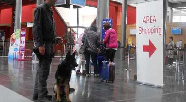 Sballo per le vacanze: droga in borsa ma agli "Arrivi" spunta il cane Agor