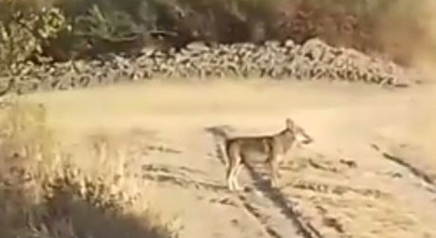 Tavoleto, famiglia di lupi avvistata e filmata in pieno giorno nel campo