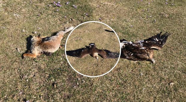 Orrore in Umbria, una volpe e due aquile reali trovate morte: «Sono state avvelenate»