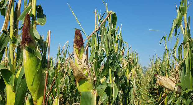 In Fvg funghi e tossine minacciano le coltivazioni di mais, è l’effetto delle tre ondate di maltempo