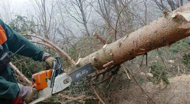 Colpito da un ramo mentre fa legna nel bosco: è grave