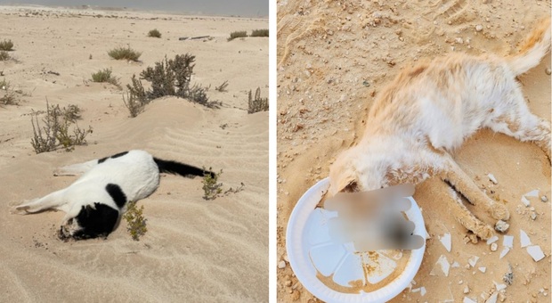 Centinaia di gatti trovati morti nel deserto di Abu Dhabi. La denuncia dell'Oipa: «Qualcuno li ha presi e li ha trasportati lì»