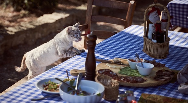 Pranzo al ristorante, gatti sul tavolo che mangiano nei piatti: il cliente lascia una recensione negativa. Il titolare: «Vieni dalla scimmia»