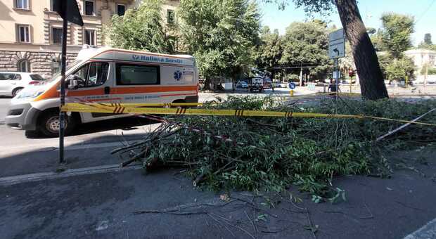 Roma, albero si spezza a piazzale Belle Arti e un ramo si abbatte su un'auto: illeso il conducente