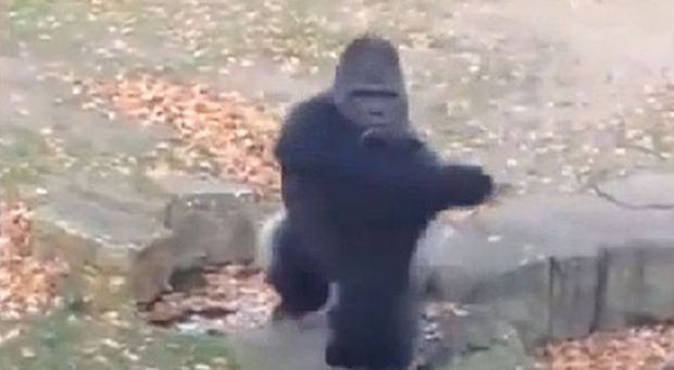 Il gorilla infuriato tira sassi contro i turisti che lo riprendono