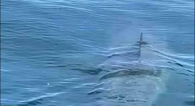 Fermo, avvistamento choc: uno squalo elefante a poche centinaia di metri a riva