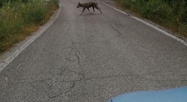 Parco del Cilento, lupo a passeggio per strada vicino Pollica
