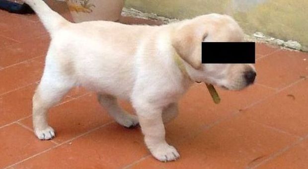 Morto Romeo, studiava per diventare cane guida per i ciechi: ucciso da una polpetta avvelenata