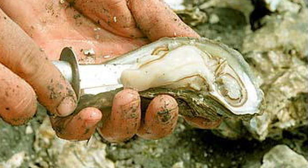 In mare per raccogliere ostriche: morte 17 donne, 40 ferite