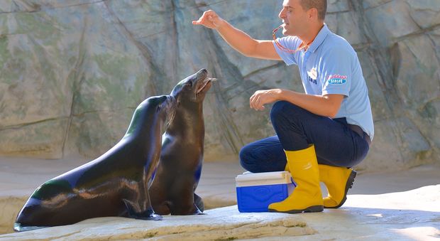 Leo e Honey, festa per i due anni a Gardaland SEA LIFE Aquarium. Ma i due leoni marini non hanno ancora imparato a ruggire, ma “belano”.