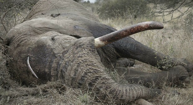 Caccia illegale uccide almeno 19 elefanti nelle riserve naturali etiopi nell'ultimo semestre